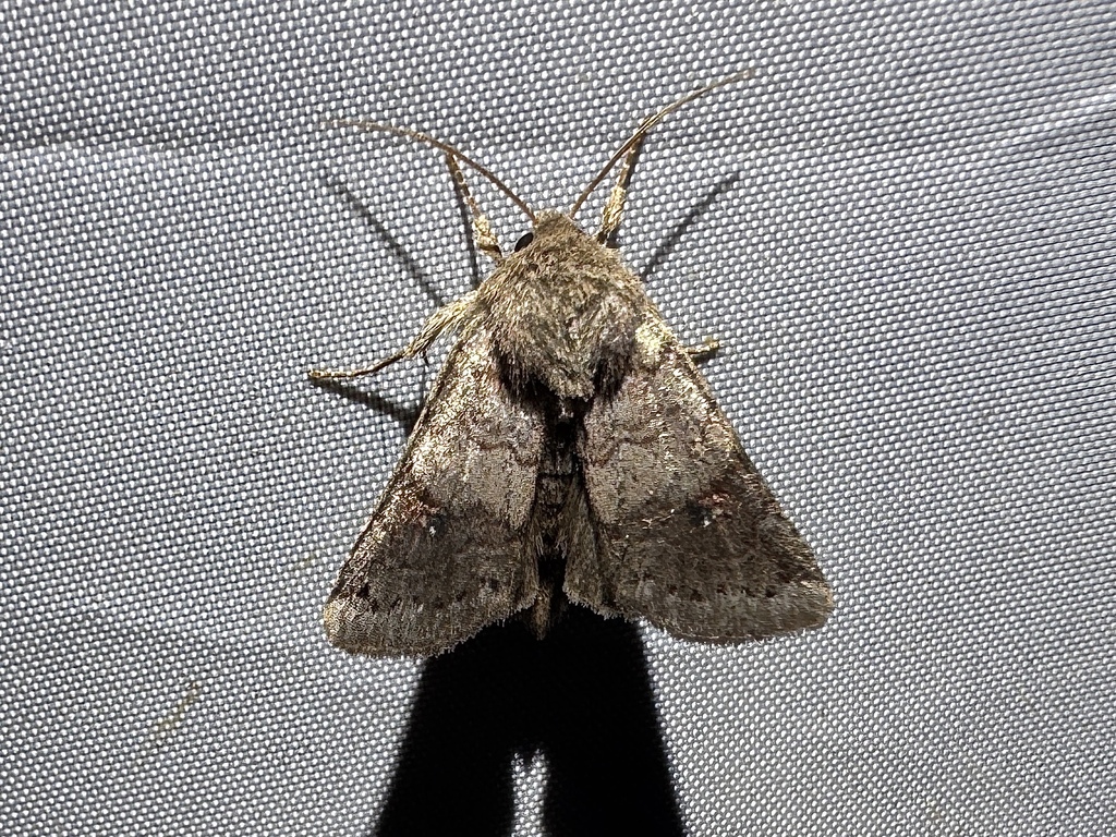 Modest Quaker