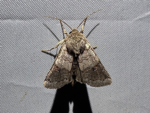 Modest Quaker