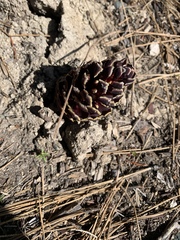 Kopsiopsis strobilacea