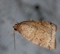 Austrocarea iocephala