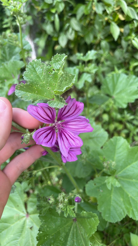 Common Mallow