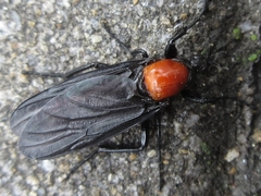 Bibio rufiventris