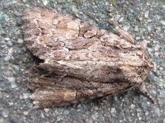 Mamestra brassicae