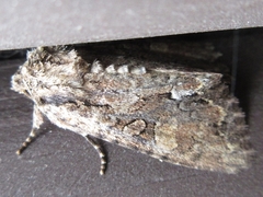 Mamestra brassicae