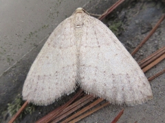 Idiotephria debilitata