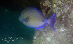Prionurus maculatus