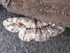 Satoblephara parvularia