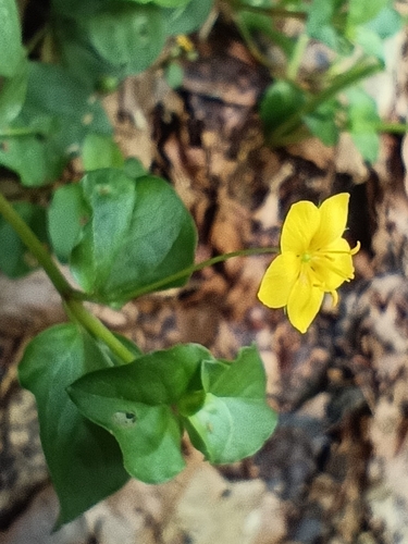 Yellow Pimpernel