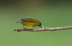 Euphonia luteicapilla