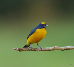 Euphonia luteicapilla