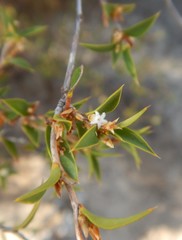 Styphelia rufa