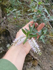 Veronica bishopiana