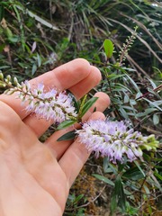 Veronica bishopiana