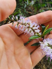 Veronica bishopiana