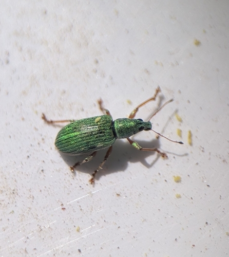Green Immigrant Leaf Weevil