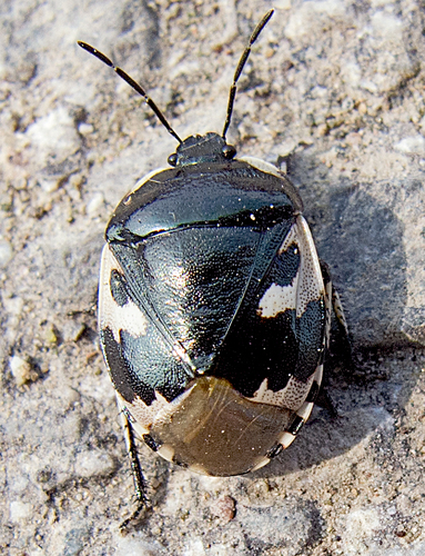 Schwarzweiße Erdwanze