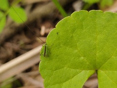 Conocephalus gigantius