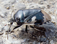 Tritomegas bicolor