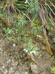 Veronica bishopiana