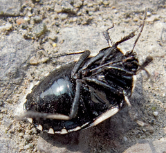 Tritomegas bicolor