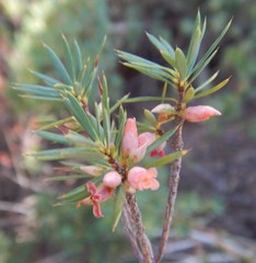 Brachyloma ericoides