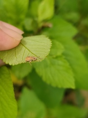 Eugnathus distinctus