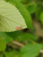 Eugnathus distinctus