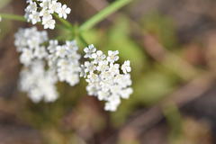 Limnosciadium pumilum