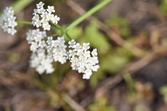 Limnosciadium pumilum