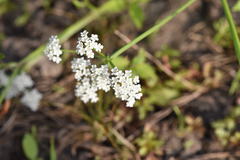 Limnosciadium pumilum