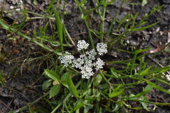 Limnosciadium pumilum