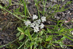 Limnosciadium pumilum