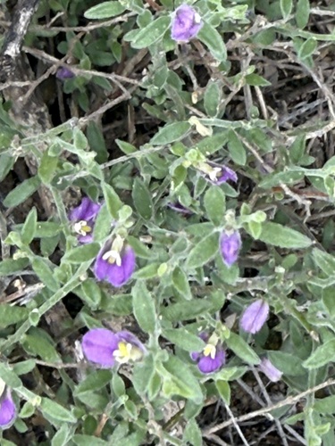 Glandleaf Milkwort