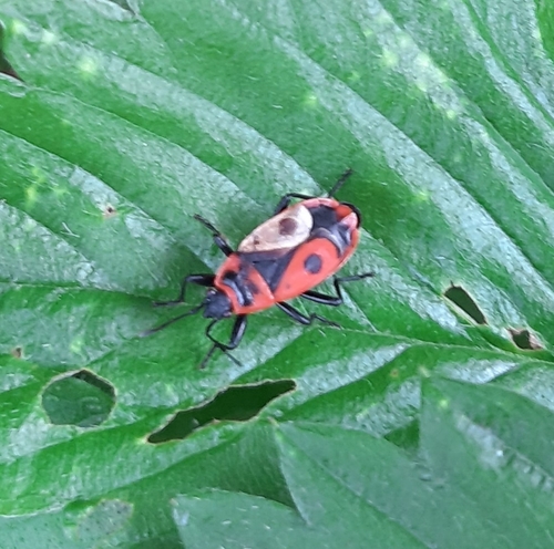 European Firebug