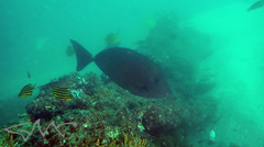 Prionurus maculatus