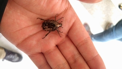 Protaetia orientalis sakaii