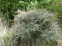 Coprosma propinqua