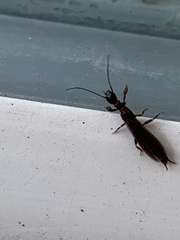 Oligotoma