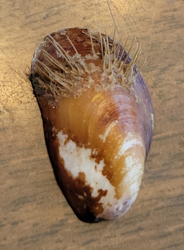 Modiolus capax, 2026-06-03