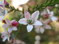 Philotheca angustifolia