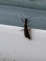 Oligotoma