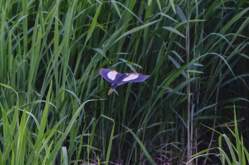 iNaturalist image
