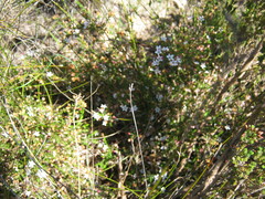 Philotheca angustifolia