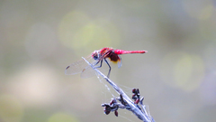 Aethriamanta circumsignata