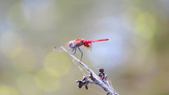 Aethriamanta circumsignata