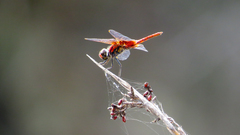 Aethriamanta circumsignata