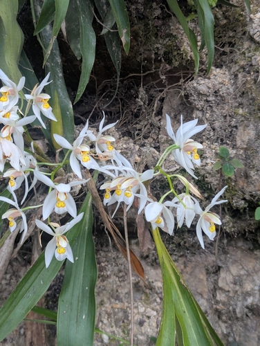 Coelogyne nitida, photograph 2