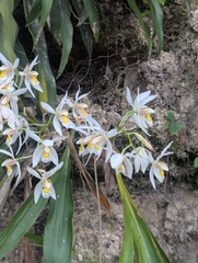 Coelogyne nitida, photograph (c) Sagnik Dutta Roy, some rights reserved (CC BY)