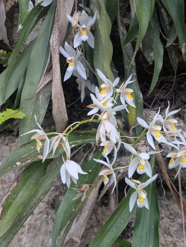 Coelogyne nitida, photograph 3