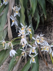 Coelogyne nitida, photograph (c) Sagnik Dutta Roy, some rights reserved (CC BY)